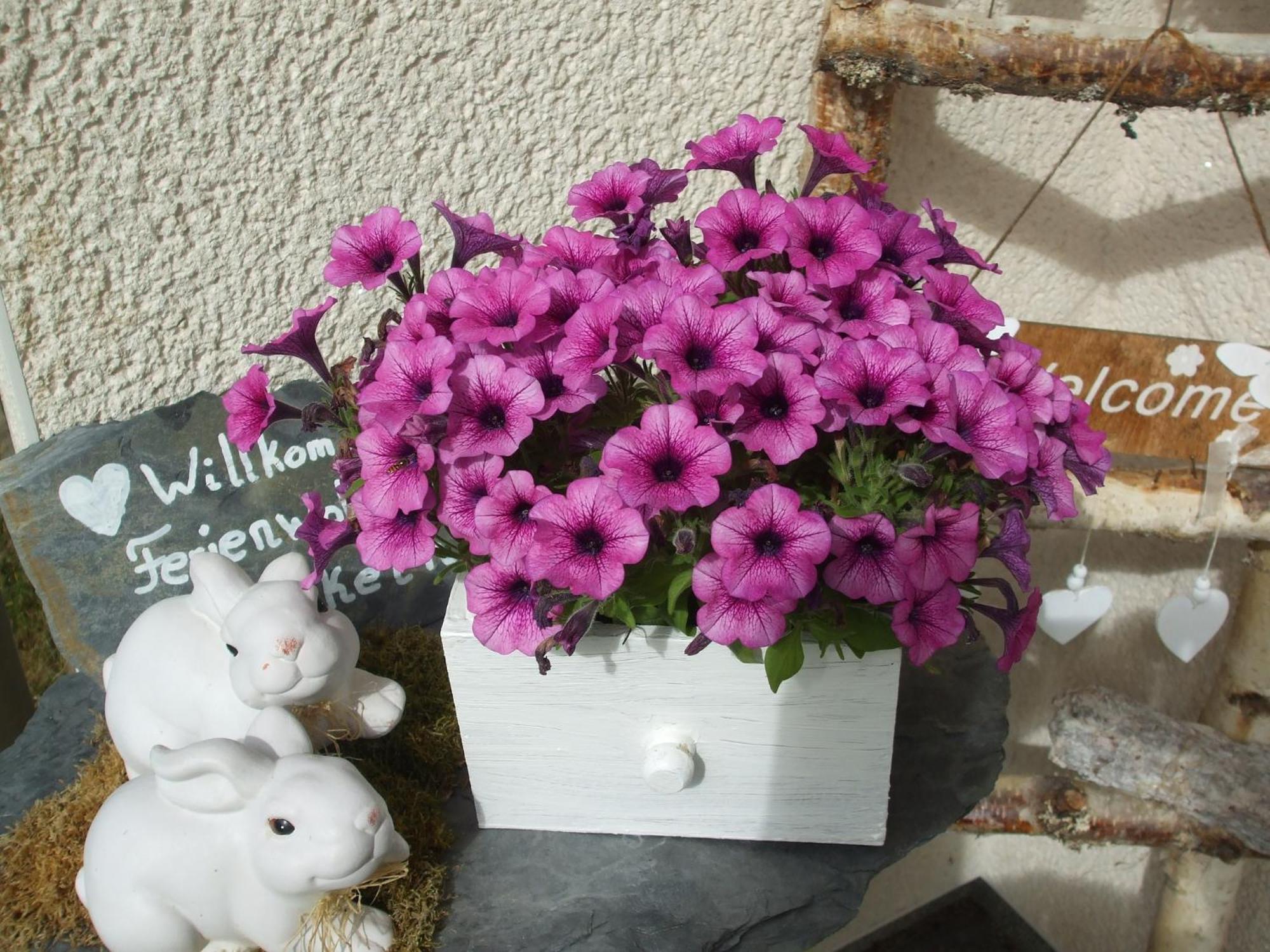 Ferienwohnung Hankeln วินเทอร์แบร์ก ภายนอก รูปภาพ